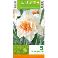 Нарцис Делнашоу / Narcissus Delnashaugh - 5 бр луковици