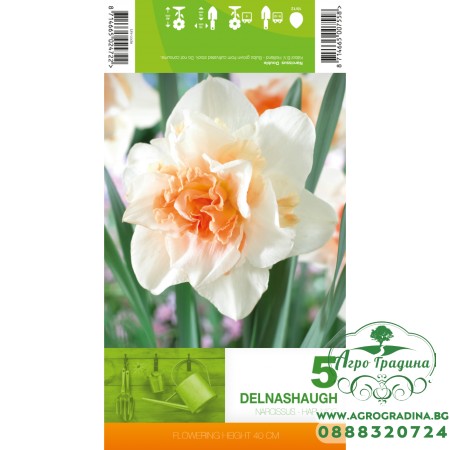 Нарцис Делнашоу / Narcissus Delnashaugh - 5 бр луковици