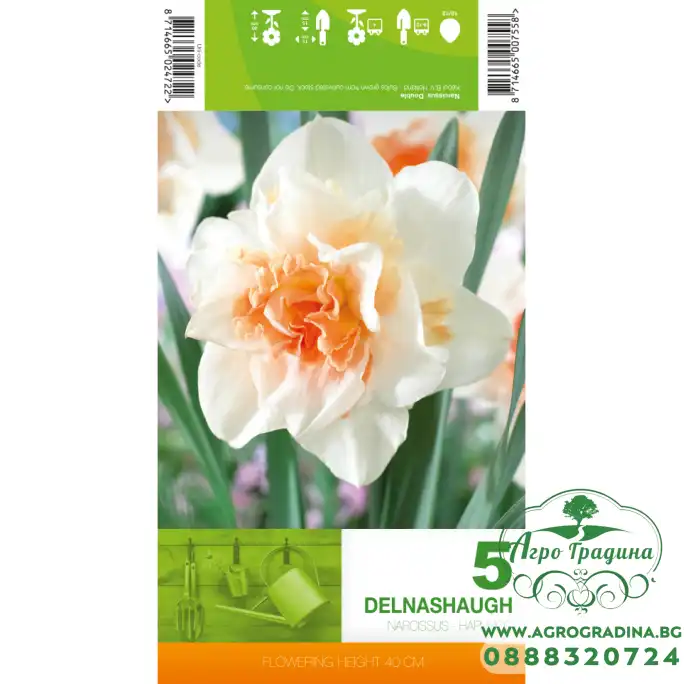 Нарцис Делнашоу Narcissus Delnashaugh - 5 бр луковици Нарцис Делнашоу Narcissus Delnashaugh - 5 бр луковици