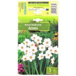 Нарцис Актейа Narcissus Actaea - 3 бр луковици
