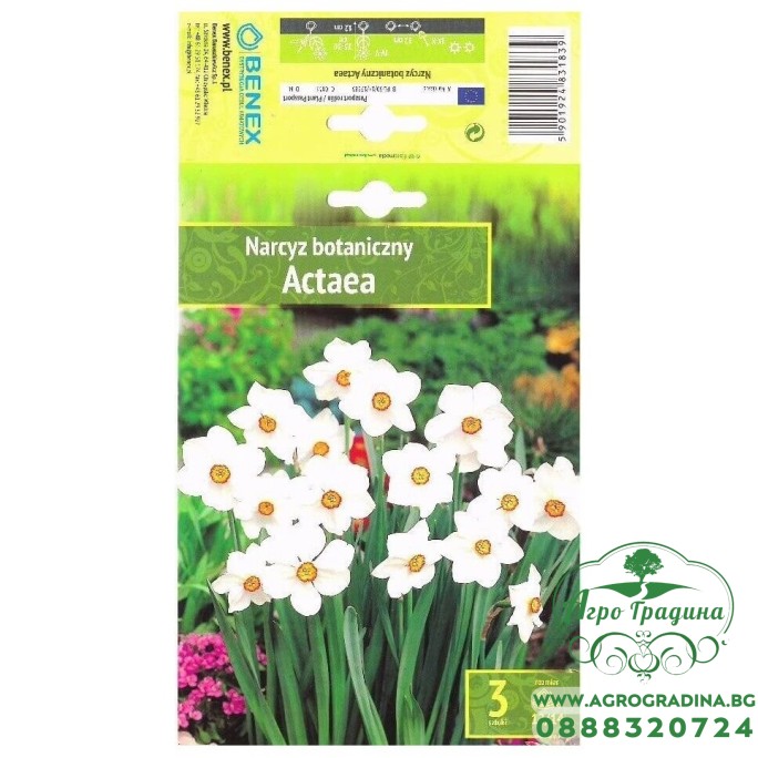 Нарцис Актейа Narcissus Actaea - 3 бр луковици Нарцис Актейа Narcissus Actaea - 3 бр луковици