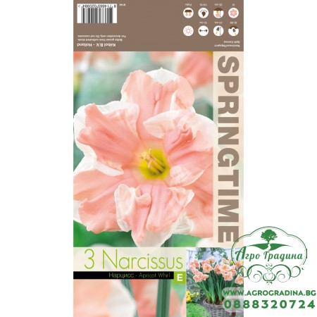 Нарцис Прасковен вихър / Narcissus Apricot Whirl - 3 бр луковици
