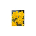 Нарцис Dutch Master Narcissus - 3 бр луковици