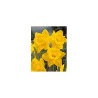 Нарцис Dutch Master Narcissus - 3 бр луковици