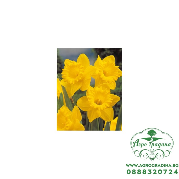 Нарцис Dutch Master Narcissus - 3 бр луковици