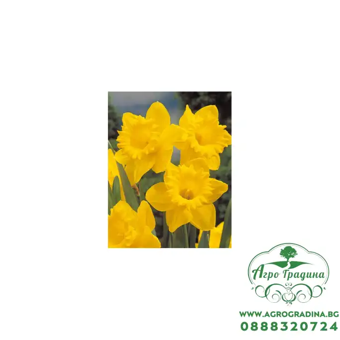 Нарцис Dutch Master Narcissus - 3 бр луковици Нарцис Dutch Master Narcissus - 3 бр луковици