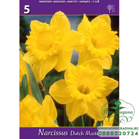 Нарцис Дъч Мастър / Narcissus Dutch Master - 5 бр луковици