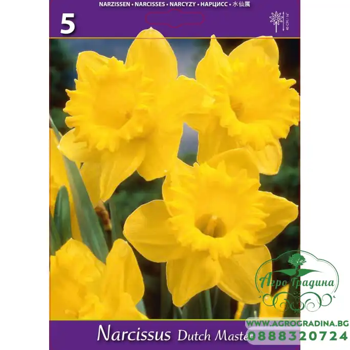 Нарцис Дъч Мастър Narcissus Dutch Master - 5 бр луковици