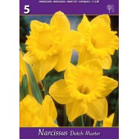 Нарцис Дъч Мастър Narcissus Dutch Master - 5 бр луковици