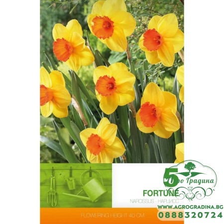 Нарцис Фортуна / Narcissus Fortune - 5 бр луковици