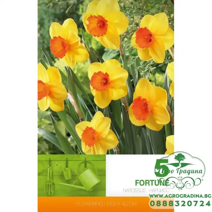 Нарцис Фортуна Narcissus Fortune - 5 бр луковици