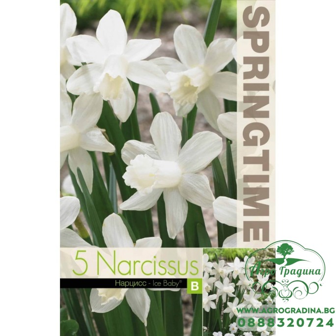 Нарцис Айс бейби / Narcissus Ice Baby - 5 бр луковици