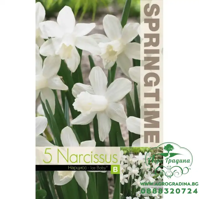 Нарцис Айс бейби Narcissus Ice Baby - 5 бр луковици