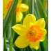 Нарцис Лавдей / Narcissus Loveday - 5 бр луковици
