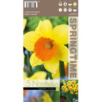 Нарцис Лавдей / Narcissus Loveday - 5 бр луковици