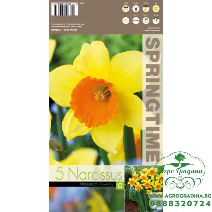 Нарцис Лавдей Narcissus Loveday - 5 бр луковици