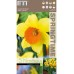 Нарцис Лавдей / Narcissus Loveday - 5 бр луковици