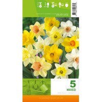 Нарцис Микс Голяма чашка Narcissus Large Cupped - 5 бр луковици