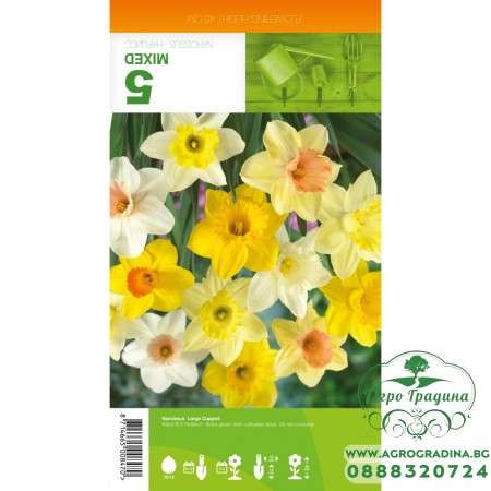 Нарцис Микс Голяма чашка / Narcissus Large Cupped - 5 бр луковици