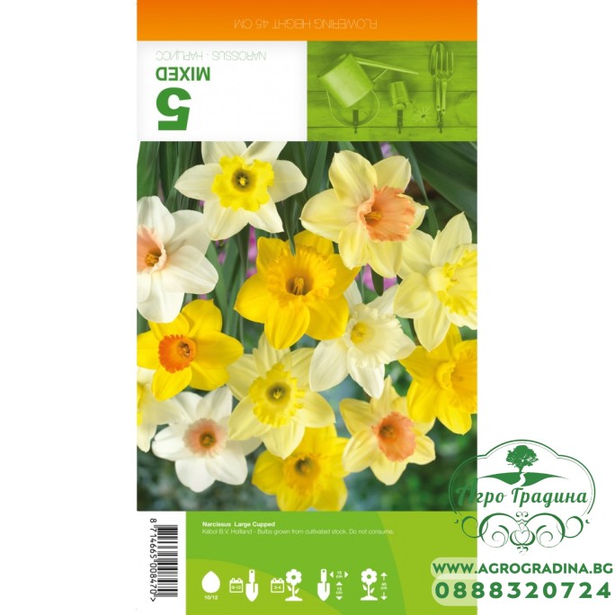 Нарцис Микс Голяма чашка / Narcissus Large Cupped - 5 бр луковици