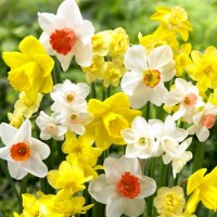 Нарцис Микс Тромпет / Narcissus Mix Trabkowy - 3 бр луковици