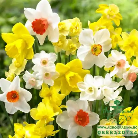 Нарцис Микс Тромпет Narcissus Mix Trabkowy - 3 бр луковици