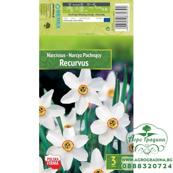 Нарцис Recurvus Narcissus - 5 бр луковици Нарцис Recurvus Narcissus - 5 бр луковици