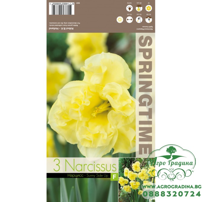 Нарцис Слънчева страна нагоре Narcissus Sunny Side Up - 3 бр луковици Нарцис Слънчева страна нагоре Narcissus Sunny Side Up - 3 бр луковици