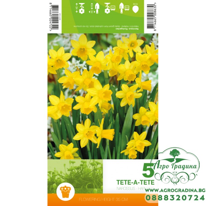 Нарцис Тет-а-Тет / Narcissus Tete-a-Tete - 5 бр луковици