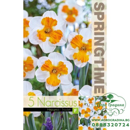 Нарцис Триколет / Narcissus Tricolett - 5 бр луковици