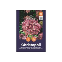 Декоративен лук Христофи / Allium Christophii - AGRONOM - 2 бр луковици 