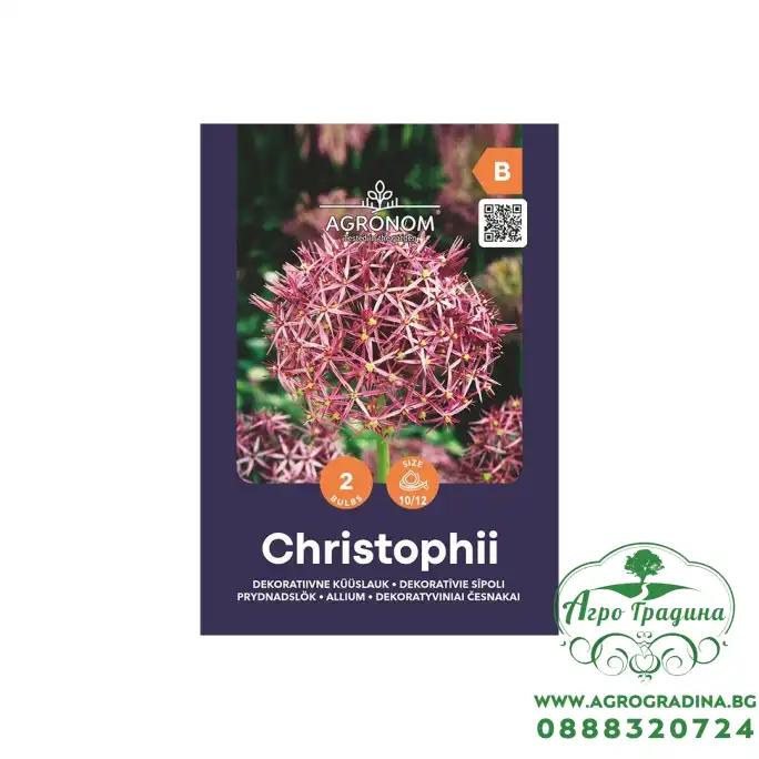 Декоративен лук Христофи Allium Christophii - AGRONOM - 2 бр луковици