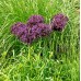 Декоративен лук Христофи / Allium Christophii - AGRONOM - 2 бр луковици 