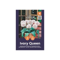 Декоративен лук Кралица на слоновата кост / Allium Ivory Queen - AGRONOM - 2 бр луковици 