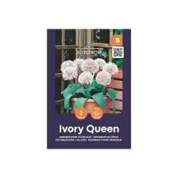 Декоративен лук Кралица на слоновата кост Allium Ivory Queen - AGRONOM - 2 бр луковици