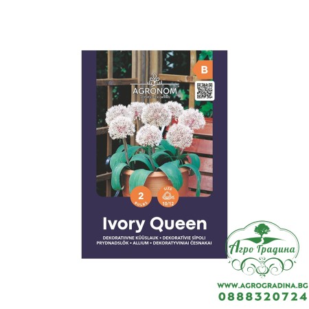 Декоративен лук Кралица на слоновата кост / Allium Ivory Queen - AGRONOM - 2 бр луковици 