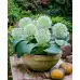 Декоративен лук Кралица на слоновата кост Allium Ivory Queen - AGRONOM - 2 бр луковици – Есенни луковици
