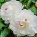 Божур Бял Фестива Максима / Paeonia Festiva Maxima (Paeonia lactiflora) - 1 бр луковицa