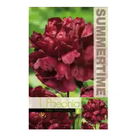 Божур Китайски Кадифен Paeonia Francois Ortegat (Paeonia lactiflora) - 1 бр луковицa