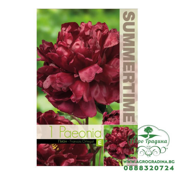 Божур Китайски Кадифен / Paeonia Francois Ortegat (Paeonia lactiflora) - 1 бр луковицa