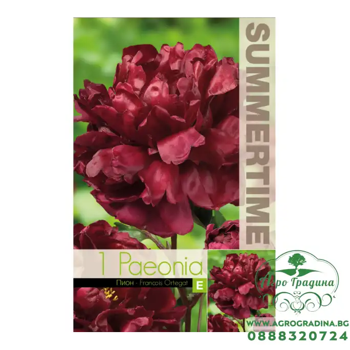 Божур Китайски Кадифен / Paeonia Francois Ortegat (Paeonia lactiflora) - 1 бр луковицa