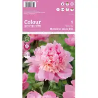 Божур Мосю Жул Ели Monsieur Jules Elie - 1 бр луковицa