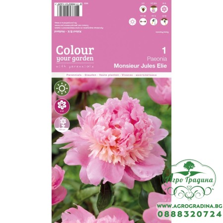 Божур Мосю Жул Ели Monsieur Jules Elie - 1 бр луковицa