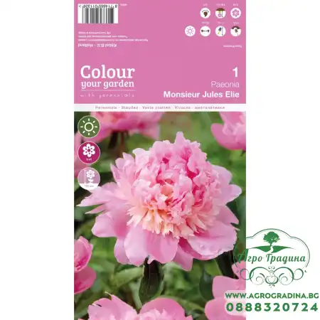 Божур Мосю Жул Ели Monsieur Jules Elie - 1 бр луковицa