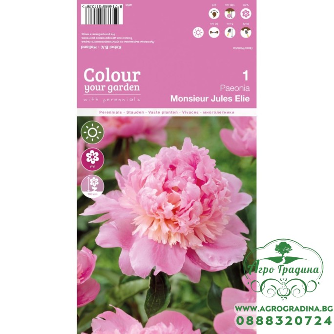 Божур Мосю Жул Ели Monsieur Jules Elie - 1 бр луковицa