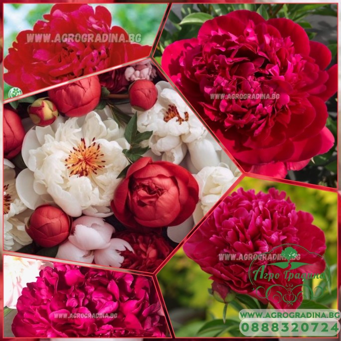 Божур Червен Двоен Paeonia Paul Wild (Paeonia lactiflora) - 1 бр луковицa Божур Червен Двоен Paeonia Paul Wild (Paeonia lactiflora) - 1 бр луковицa