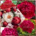 Божур Червен Двоен Paeonia Paul Wild (Paeonia lactiflora) - 1 бр луковицa – Пролетни луковици