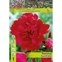 Божур Червен Двоен Paeonia Paul Wild (Paeonia lactiflora) - 1 бр луковицa
