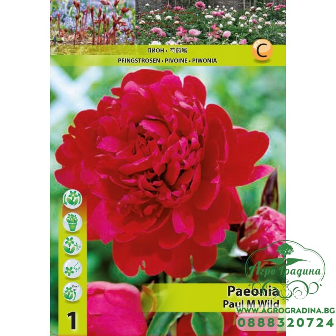 Божур Червен Двоен Paeonia Paul Wild (Paeonia lactiflora) - 1 бр луковицa Божур Червен Двоен Paeonia Paul Wild (Paeonia lactiflora) - 1 бр луковицa