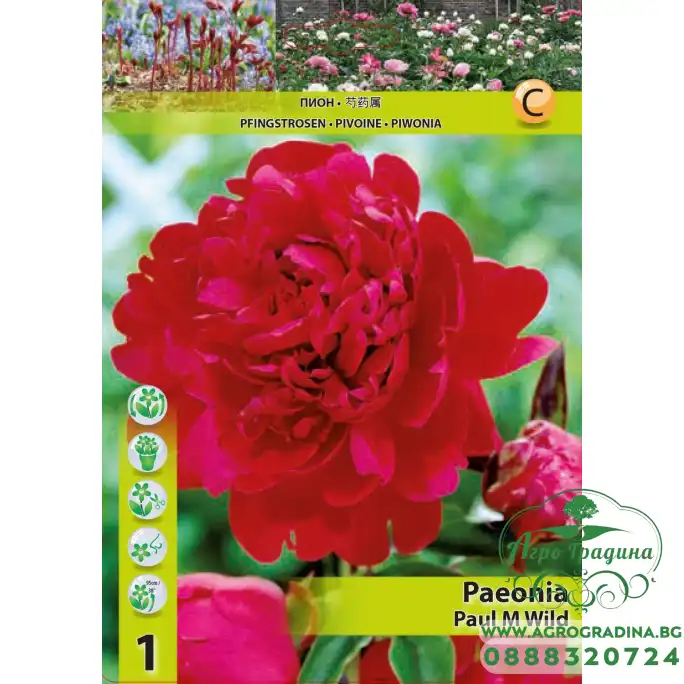 Божур Червен Двоен Paeonia Paul Wild (Paeonia lactiflora) - 1 бр луковицa